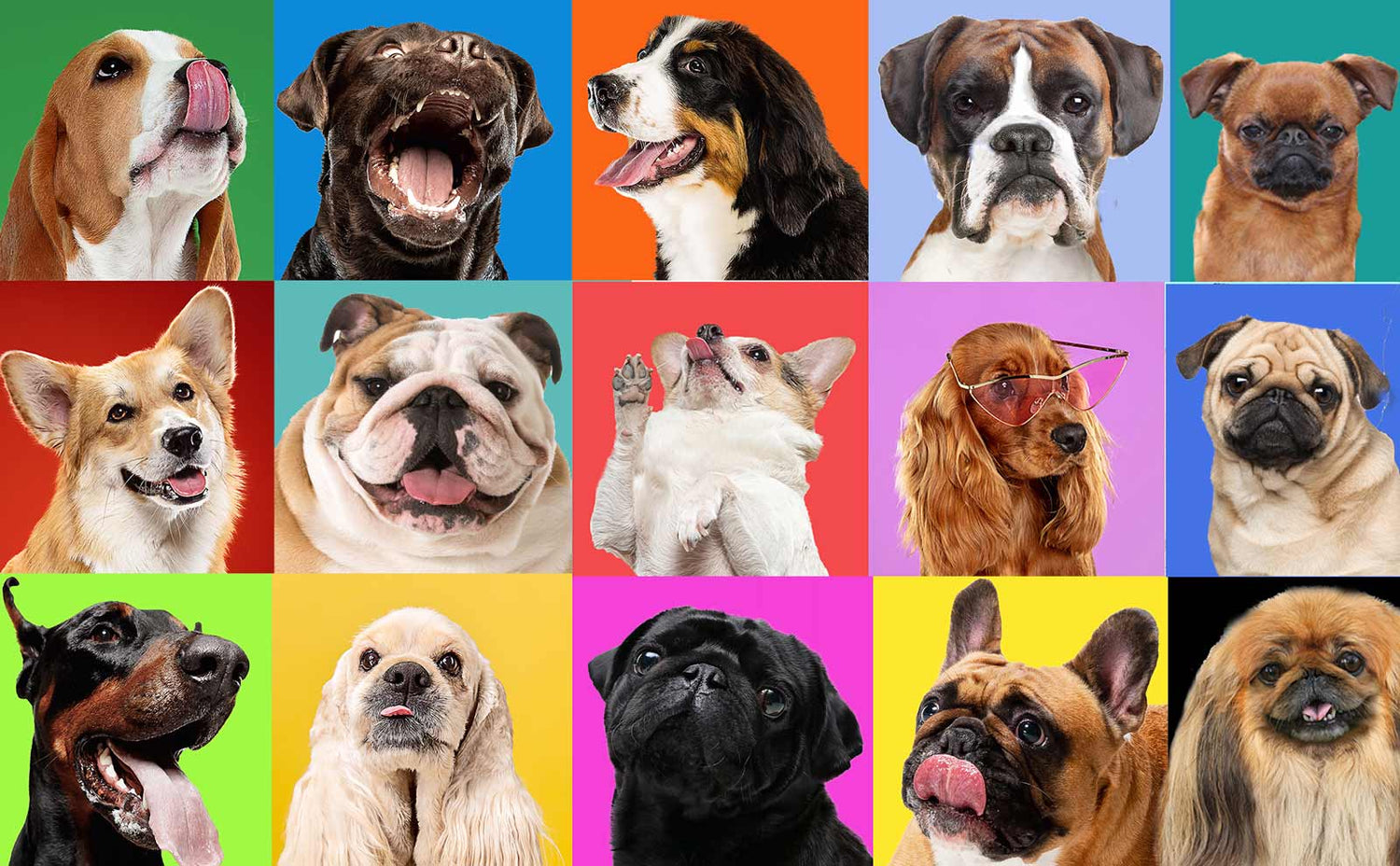 DOG BREEDS